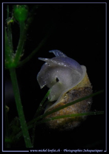 Big-eared radix : Freshwater Snail... :O)... by Michel Lonfat 